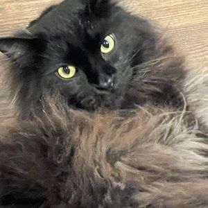 Meet your Posher, Amber